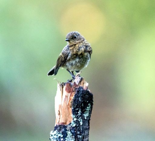 A vertical closeup of a young robin perched on a tree.