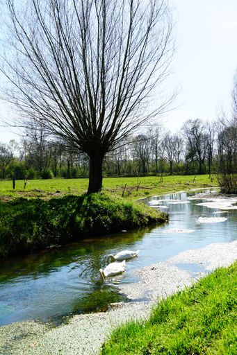 A vertical shot of swans in a small river in a tree park in Germany