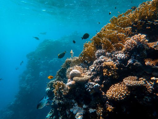 A closeup shot of beautiful fish and corals under the sea
