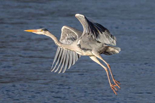The profile view of a gray heron taking off from the blue water