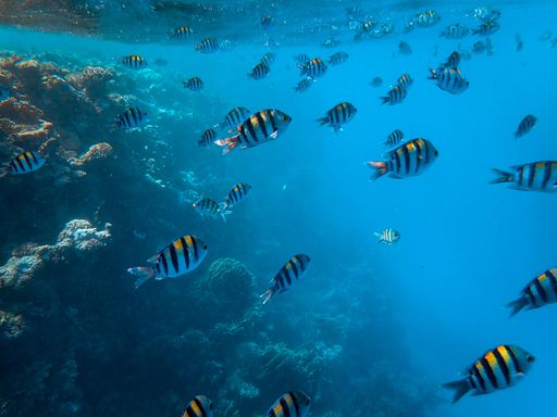 A closeup shot of beautiful fish and corals under the sea