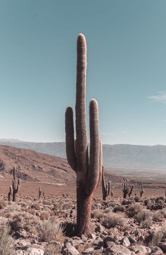 The vertical close-up view of a Saguaro cactus under the blue sky in a desert