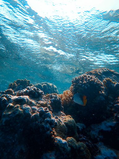 A vertical shot of corals and some beautiful fish swimming under the sea