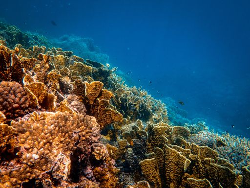 A closeup shot of beautiful corals under the sea
