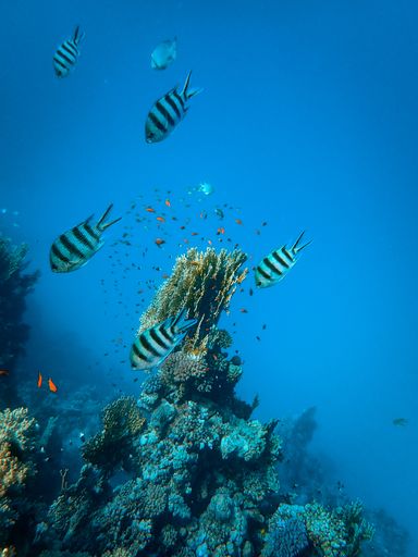 A vertical shot of corals and some beautiful fish swimming under the sea