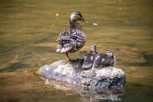 A brown mallard duck and ducklings perched on a rock in a dirty lake