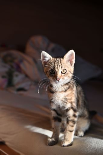 A vertical shot of a cute kitten sitting on a bed and staring at the camera.
