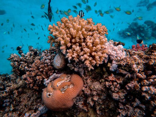A closeup shot of beautiful fish swimming around magnificent corals under the sea
