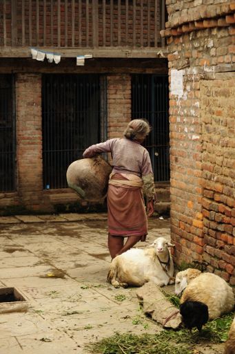 A vertical shot of an aged female walking with an old rusty jug in an Asian country with goats sitting on the ground