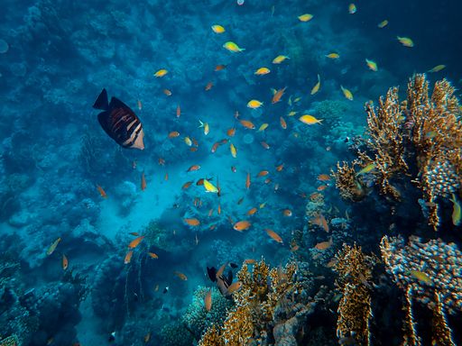 The beautiful fish swimming around corals under the sea