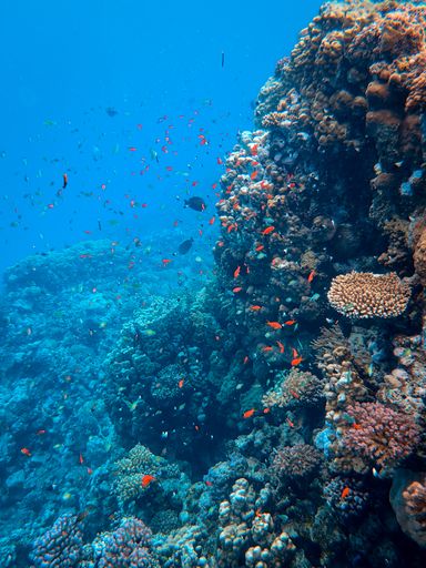 A vertical shot of some beautiful corals surrounded by some small fish