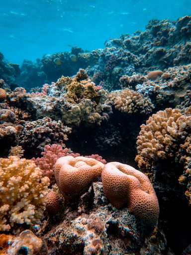 A vertical shot of beautiful corals under the sea