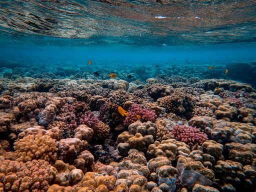 A closeup shot of beautiful corals and fish under the sea