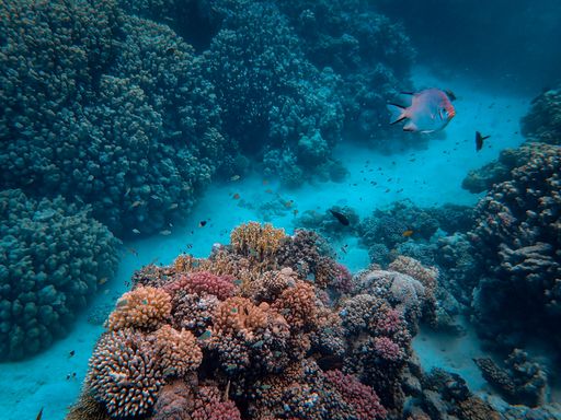 A closeup shot of some beautiful corals and fish under the sea