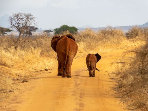 A back view of a mother elephant and a baby elephant walking on a sandy trail