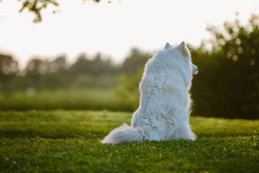 A closeup of a furry white Samoyed dog in a park trail captured from behind
