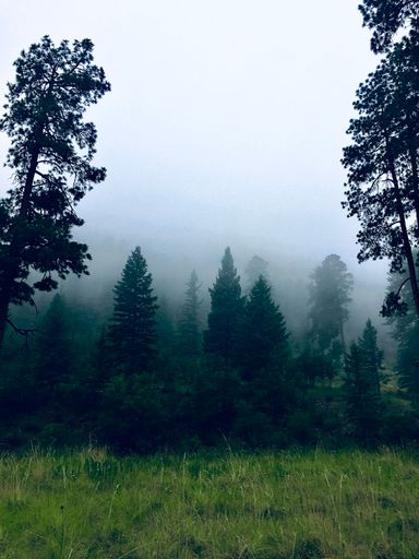 A vertical shot of a misty foggy mysterious forest in Alto, New Mexico