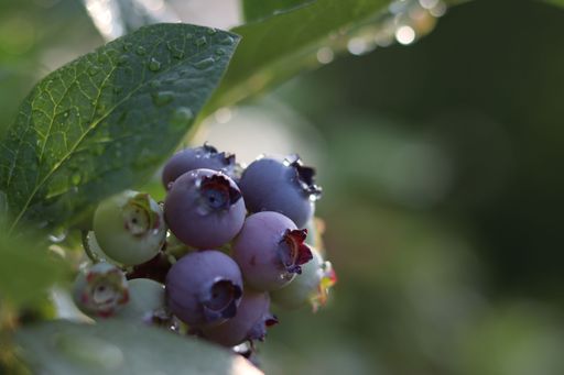 A closeup shot of western blueberries growing in the garden