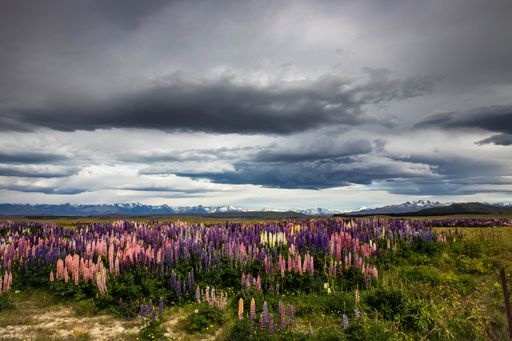A beautiful panoramic view of a field with colorful wildflowers on a rainy day
