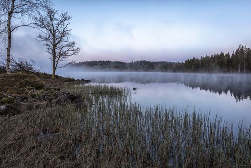 A beautiful shot of forest trees reflecting in the water on a foggy day
