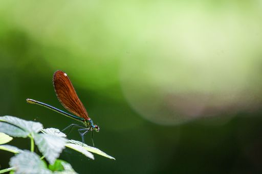 A closeup shot of a Japanese River Demoiselle (Mnais costalis) resting on a plant on the blurred background