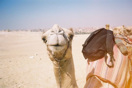 A camel with a black backpack in Sahara desert under the clear sky on a sunny day