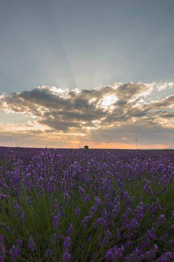 A vertical shot of a field of blooming lavender flowers at sunset