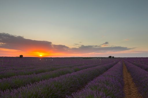 A closeup shot of a field of blooming lavender flowers at sunset