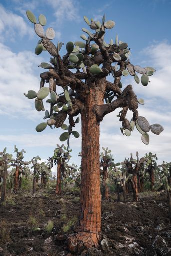 A vertical shot of Opuntia echios cactus tree