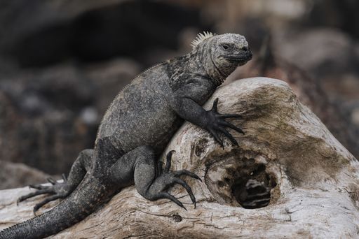 A closeup shot of a big gray iguana on the tree