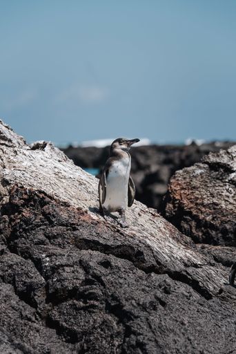 A vertical shot of a small penguin on the stone