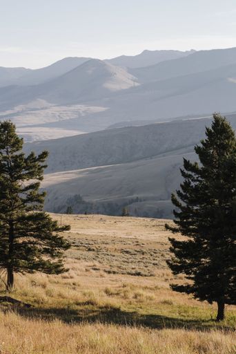 A vertical shot of trees and mountains during the daytime