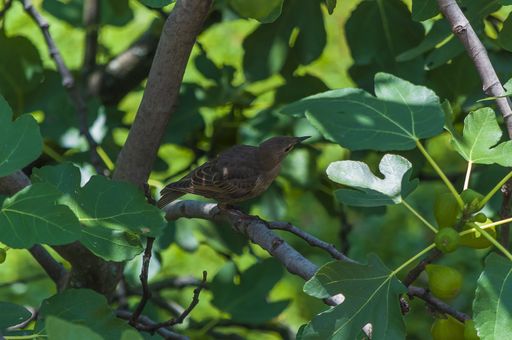 A closeup shot of a common starling sitting on a plant called common fig