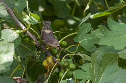 A closeup shot of a common starling sitting on a plant called common fig