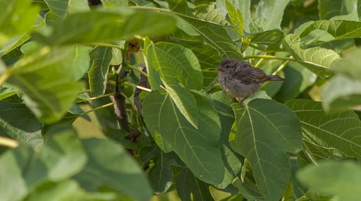 A selective focus shot of a common starling sitting on a plant called common fig