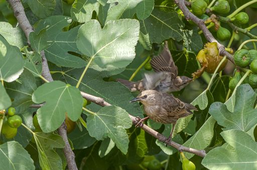 A closeup shot of common starling birds sitting on a plant called common fig