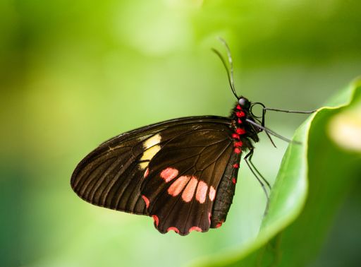 A closeup shot of a butterfly on a green leaf on a blurred background