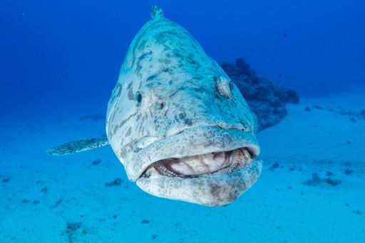 A closeup of a large grouper swimming under water