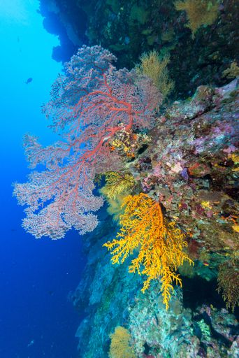 A vertical shot of beautiful and colorful corals and rocks located in the clear blue water