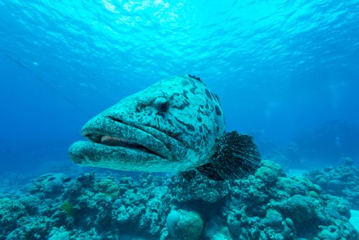 A closeup of a large grouper swimming under water