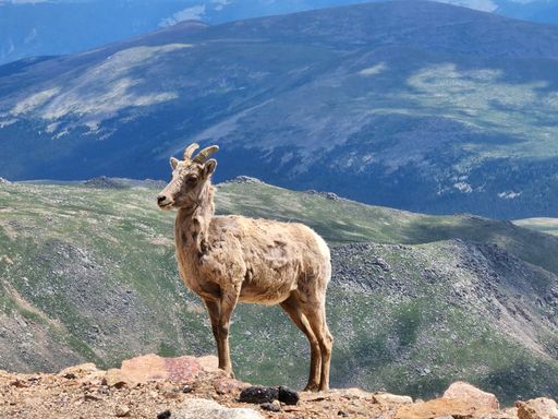 A close-up of the Sierra Nevada bighorn sheep with beautiful mountains in the background