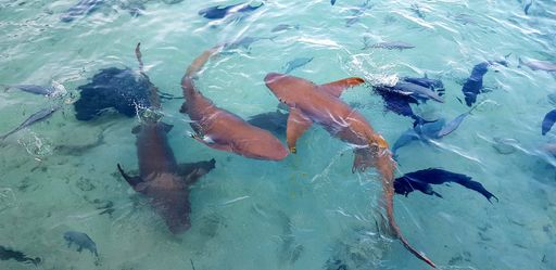A closeup view of sharks swimming in the Indian Ocean in the Maldives