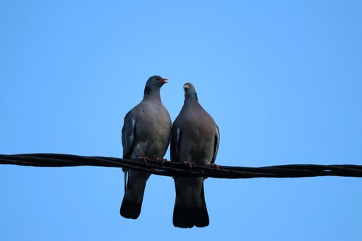 A low angle shot of black stock doves perched on wires under a clear blue sky