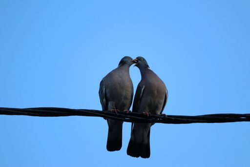 A low angle shot of black stock doves perched on wires under a clear blue sky
