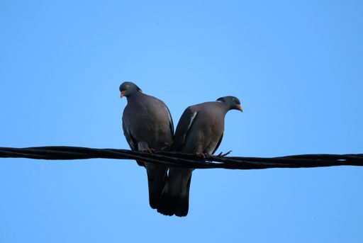 A low angle shot of black stock doves perched on wires under a clear blue sky