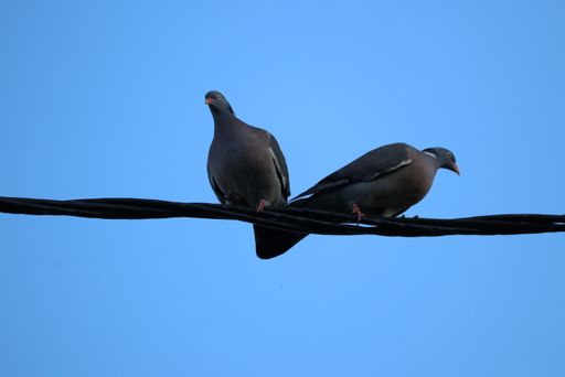 A low angle shot of black stock doves perched on wires under a clear blue sky