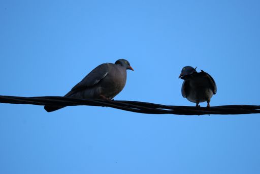 A low angle shot of black stock doves perched on wires under a clear blue sky