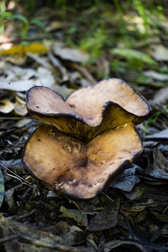A closeup shot of the Shiver fungi and leaves on the ground