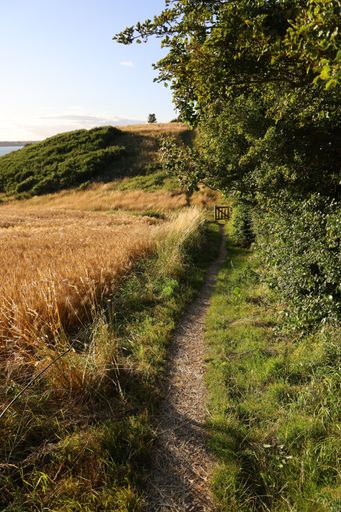 A vertical shot of a narrow pathway on the Rojle cliff covered in greenery in Denmark