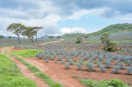 The beautiful Agave fields with mountains in the background of the city Tequila Jalisco, Mexico